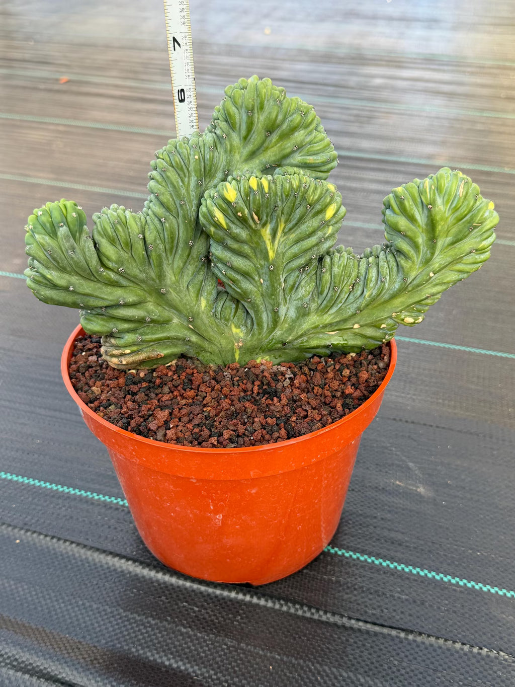 Variegated Crested Blue Myrtle Cactus – Rare Fan-Shaped Specimen | Collector's Plant #634
