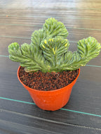 Variegated Crested Blue Myrtle Cactus – Rare Fan-Shaped Specimen | Collector's Plant #634