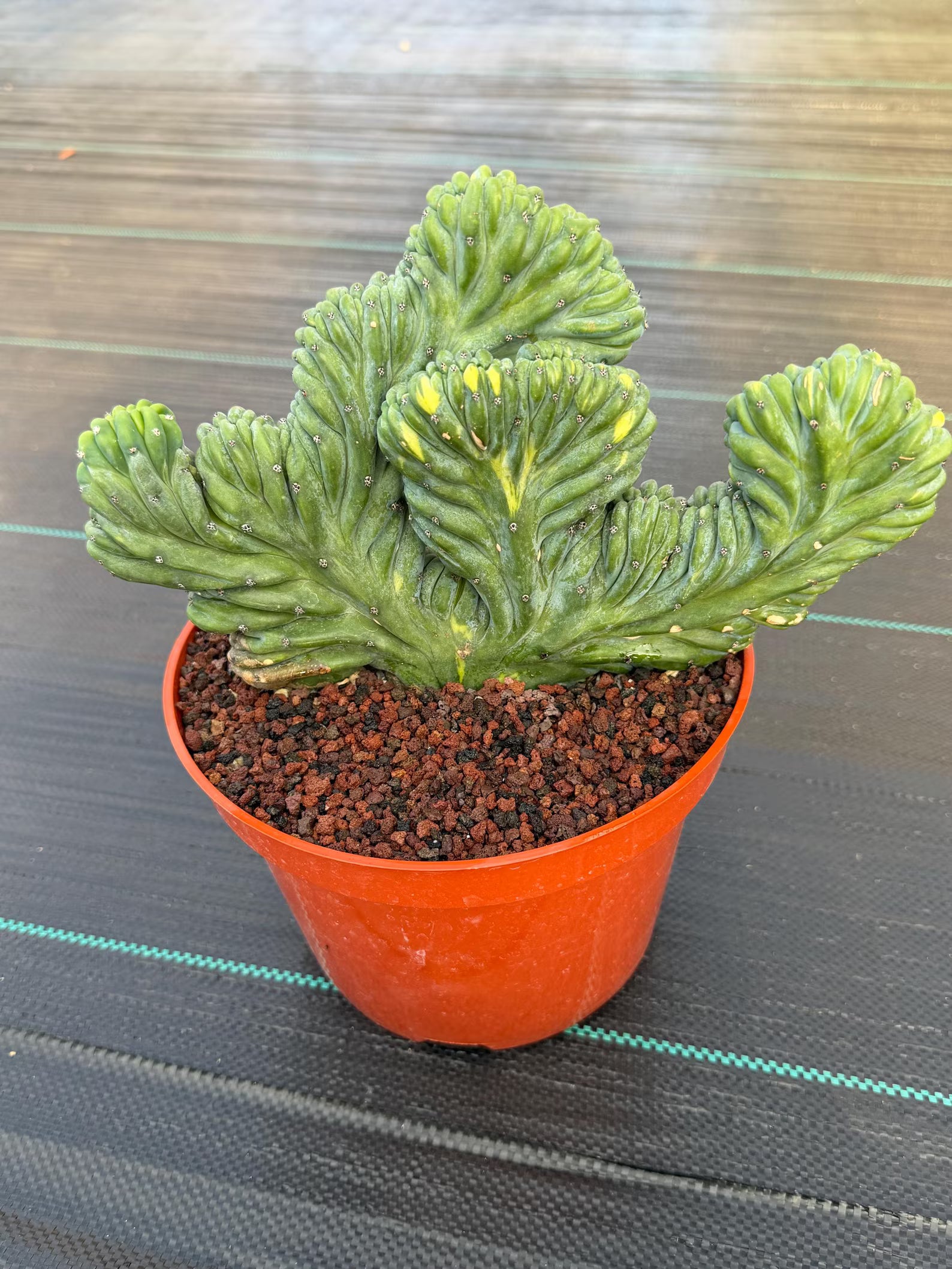 Variegated Crested Blue Myrtle Cactus – Rare Fan-Shaped Specimen | Collector's Plant #634