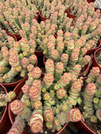 Crassula perforata 'String of Buttons' Live Succulent Plant – Easy-Care Trailing Houseplant