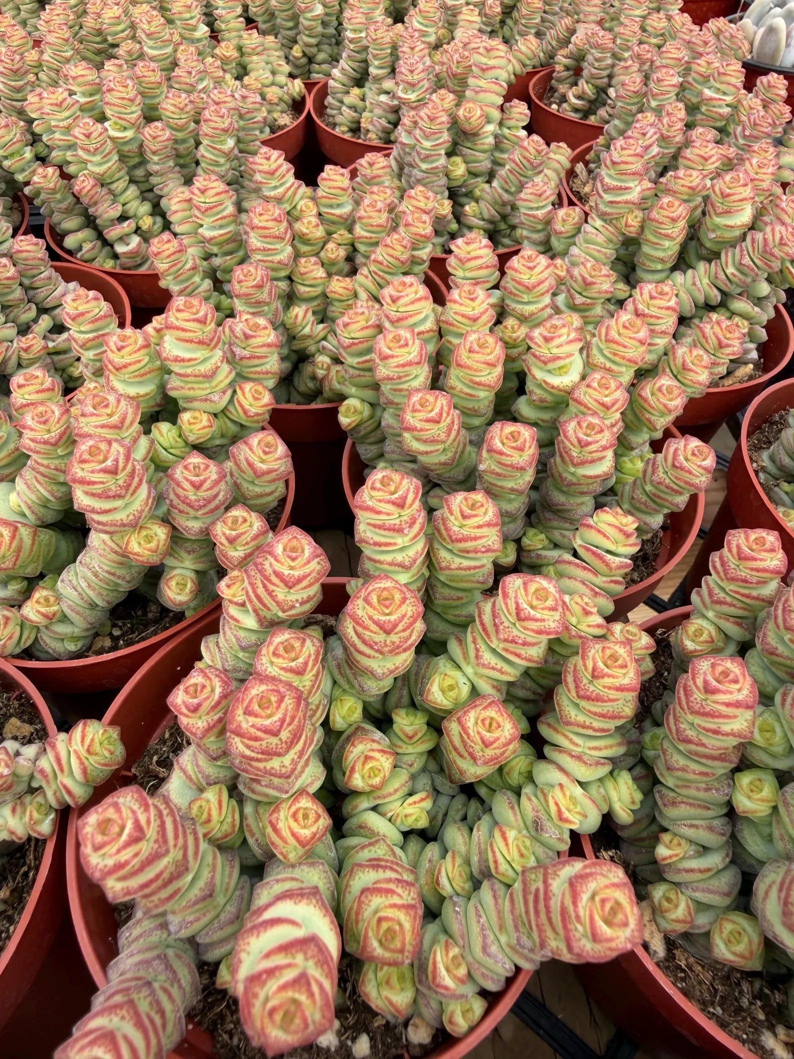 Crassula perforata 'String of Buttons' Live Succulent Plant – Easy-Care Trailing Houseplant