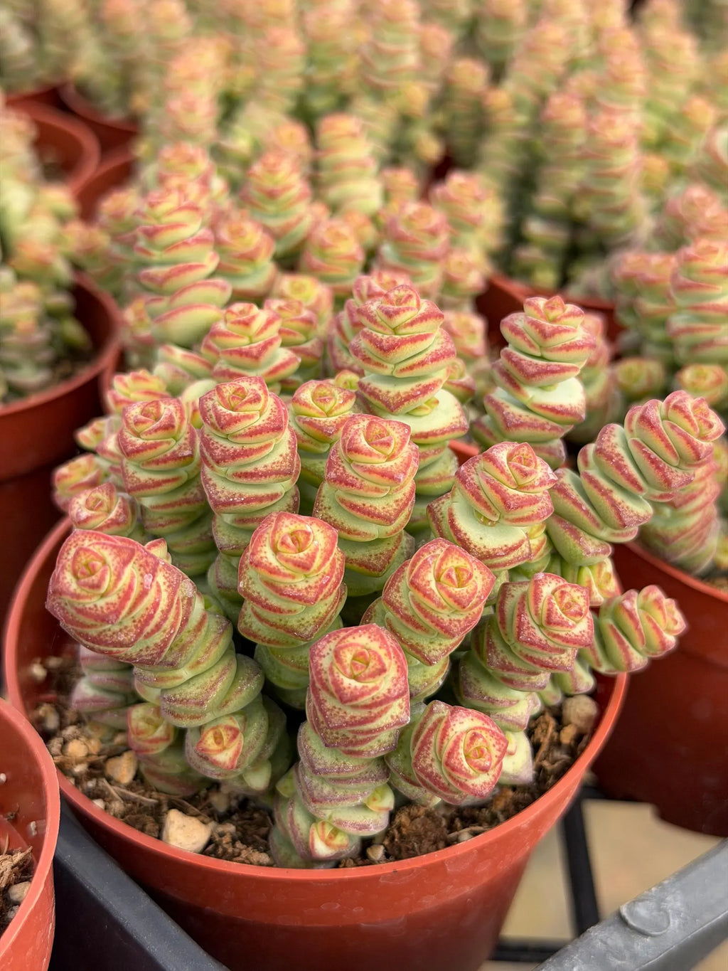 Crassula perforata 'String of Buttons' Live Succulent Plant – Easy-Care Trailing Houseplant