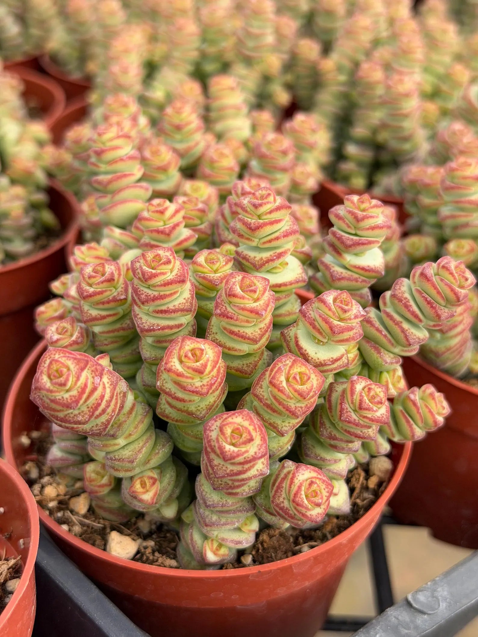 Crassula perforata 'String of Buttons' Live Succulent Plant – Easy-Care Trailing Houseplant