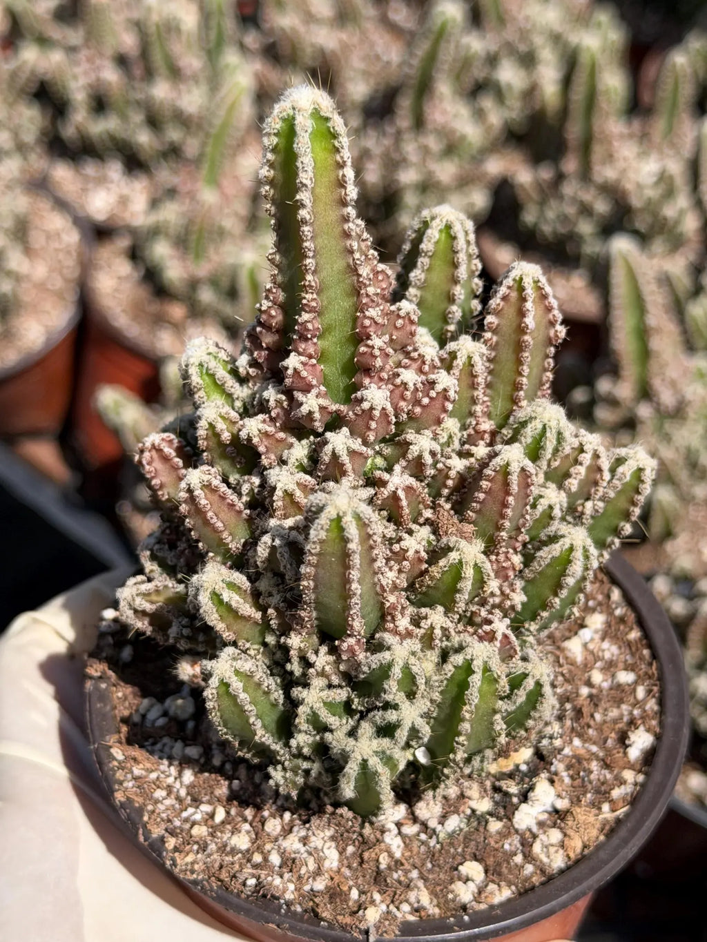 Sun-Stressed Fairy Castle Cactus | Live Cactus Plant | Rare Collector Succulent