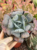 6” Echeveria Heart Delight Live Succulent