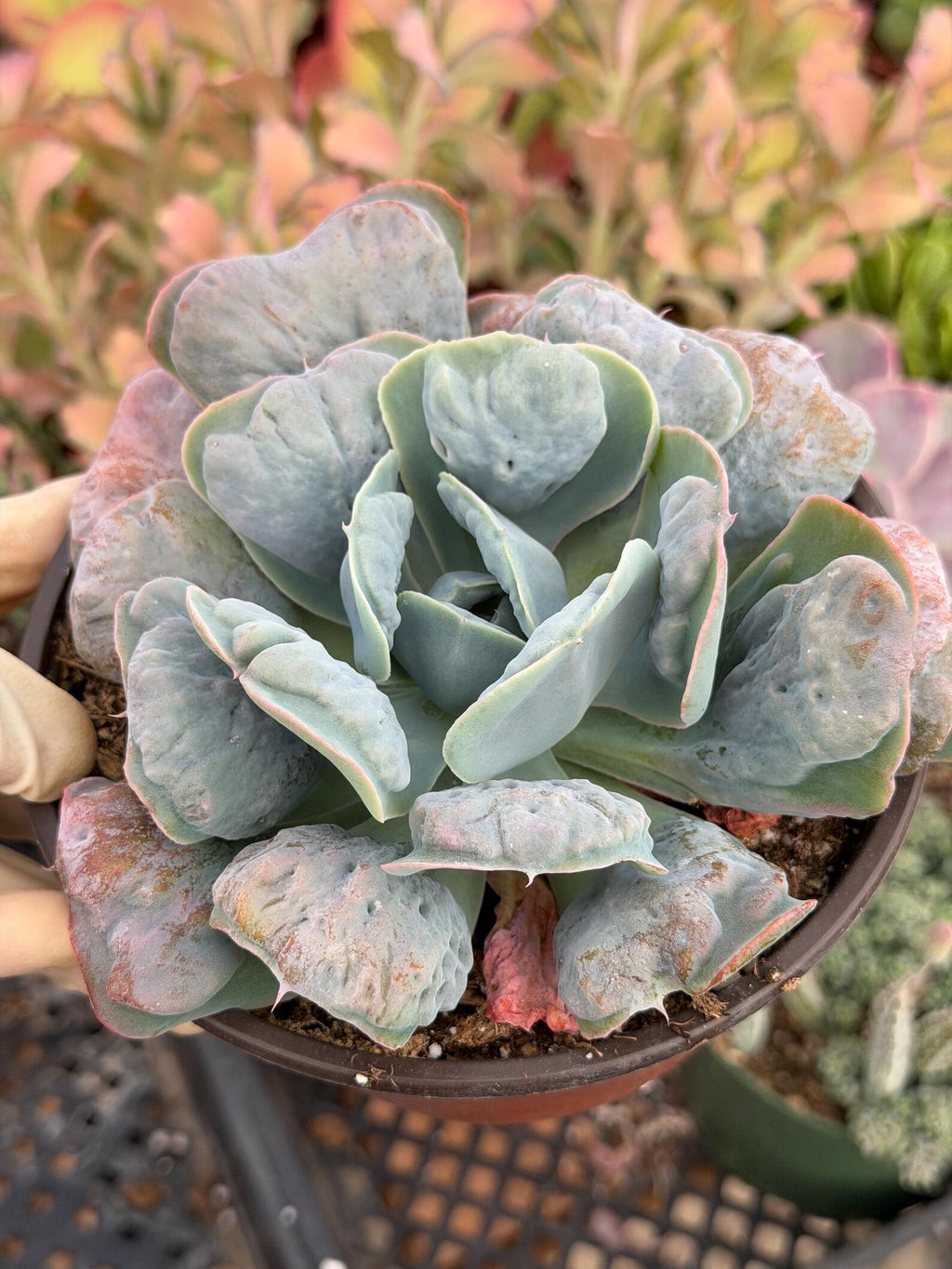 6” Echeveria Heart Delight Live Succulent