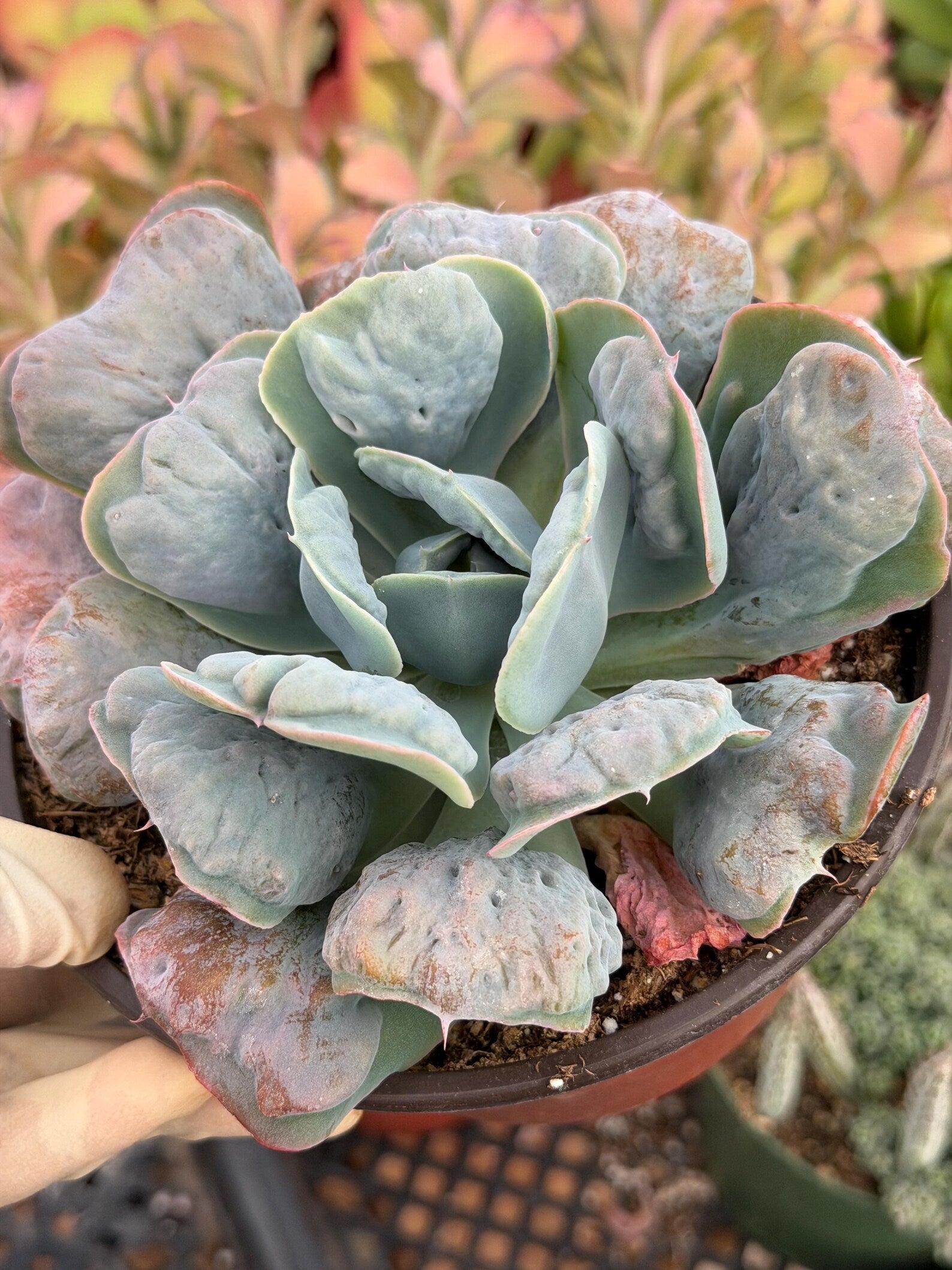 6” Echeveria Heart Delight Live Succulent