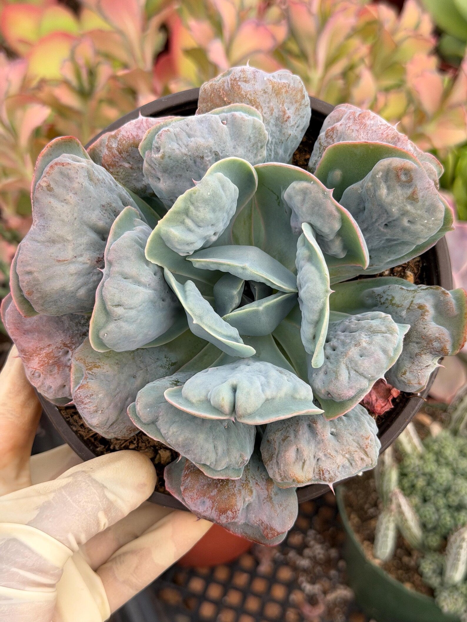 6” Echeveria Heart Delight Live Succulent