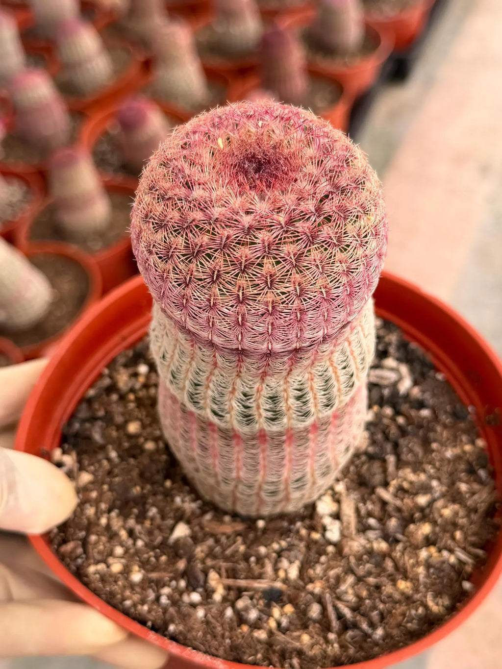 6” Rainbow Cactus | Seed Grown Rare Live Cactus Plant | Pink Colorful Cactus