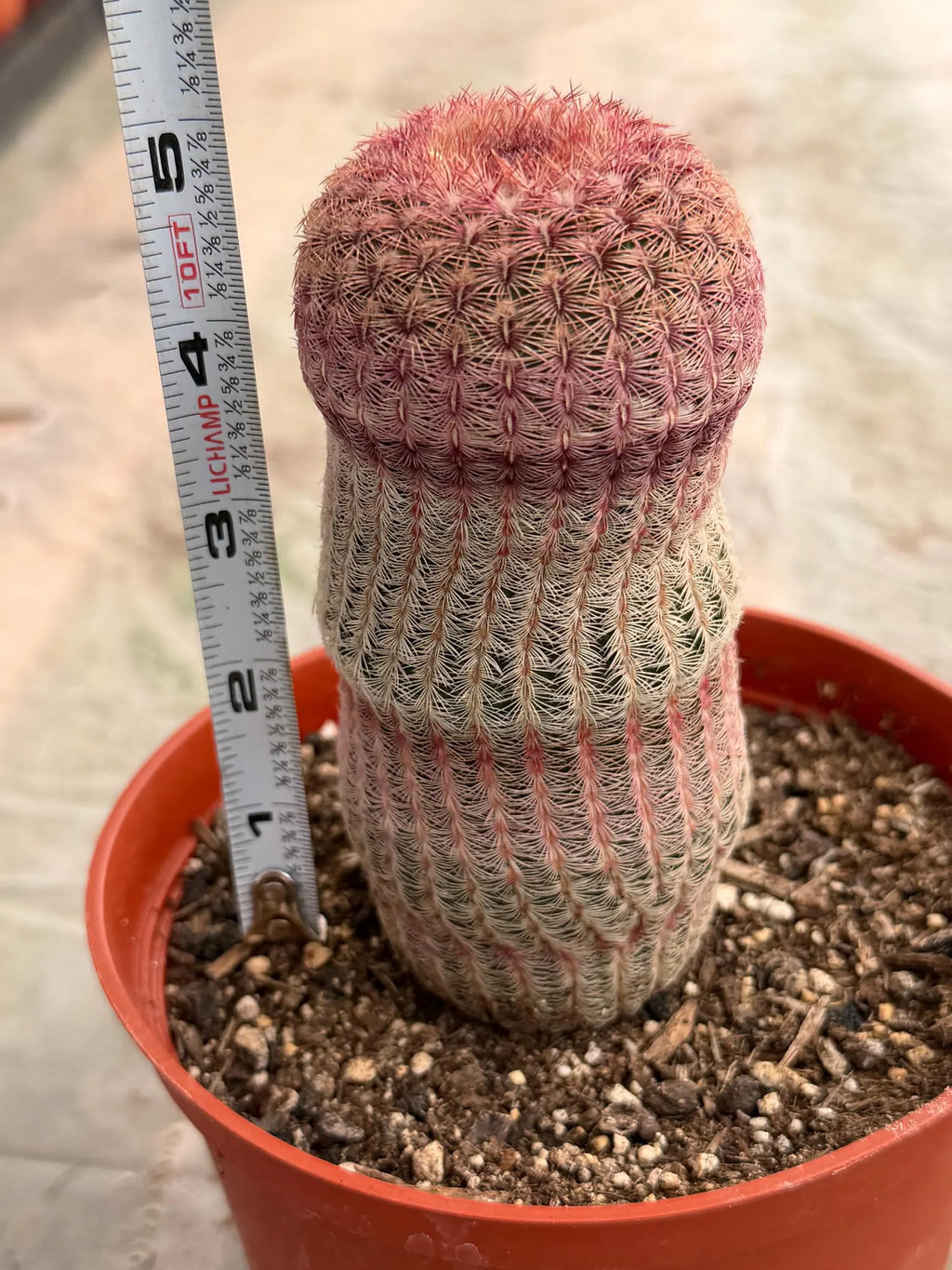 6” Rainbow Cactus | Seed Grown Rare Live Cactus Plant | Pink Colorful Cactus