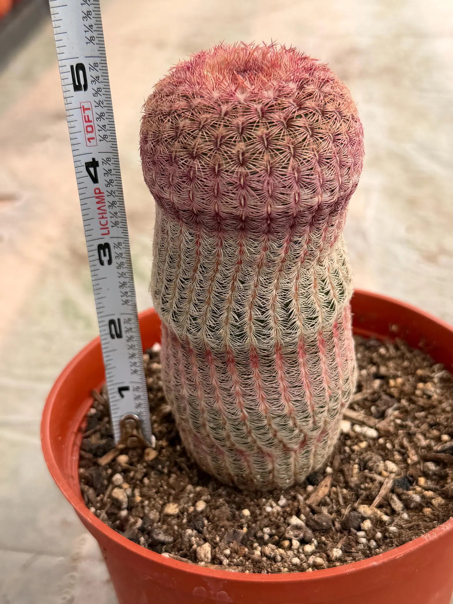 6” Rainbow Cactus | Seed Grown Rare Live Cactus Plant | Pink Colorful Cactus