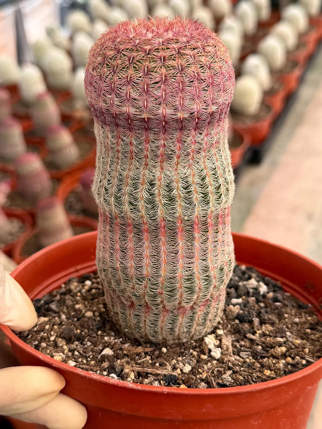 6” Rainbow Cactus | Seed Grown Rare Live Cactus Plant | Pink Colorful Cactus