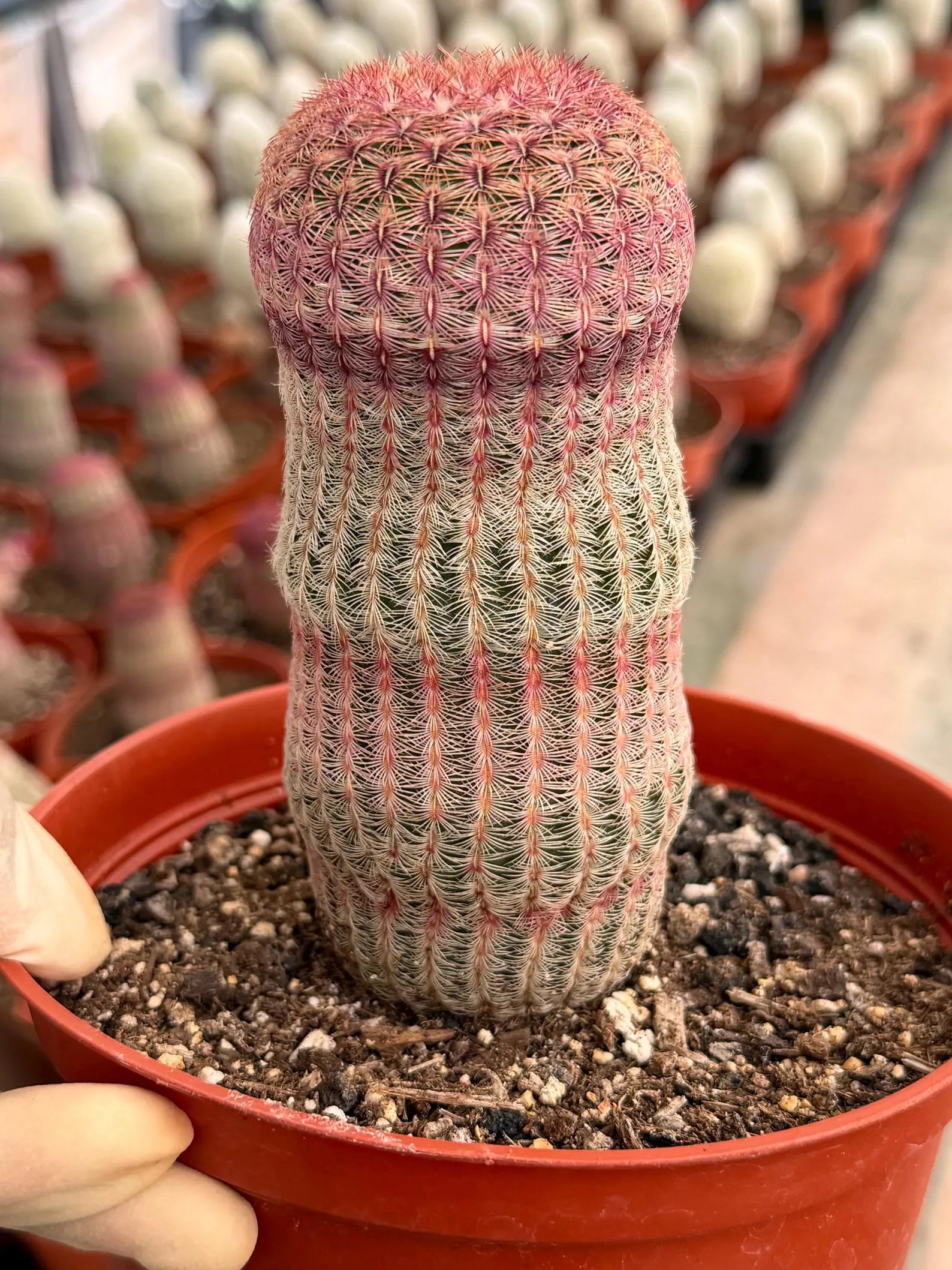 6” Rainbow Cactus | Seed Grown Rare Live Cactus Plant | Pink Colorful Cactus