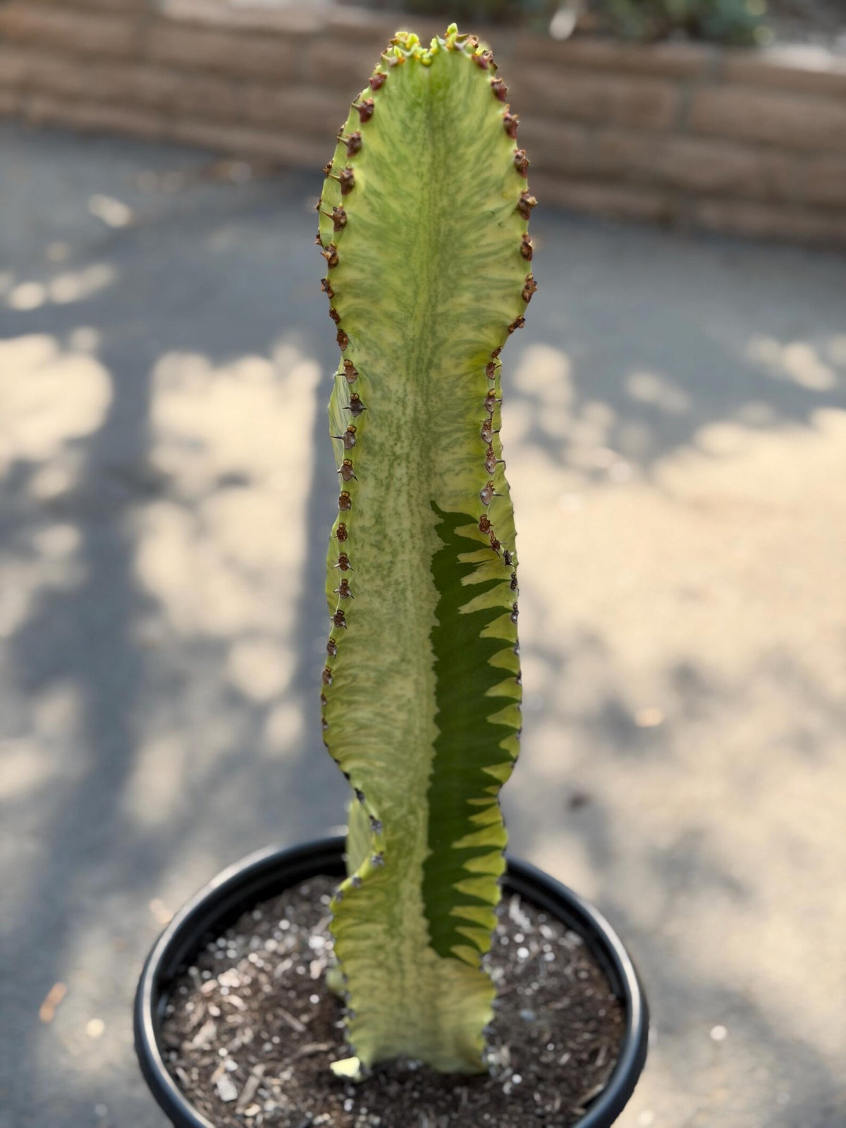 Euphorbia Ammak Green Variegated | Rare Live Succulent Plant