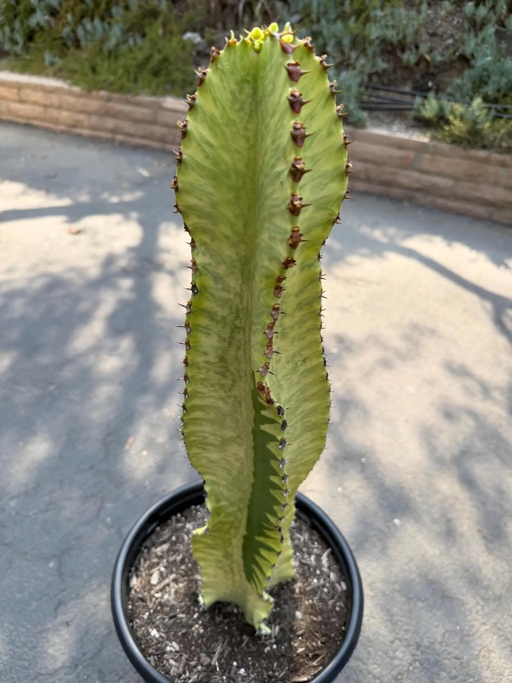 Euphorbia Ammak Green Variegated | Rare Live Succulent Plant