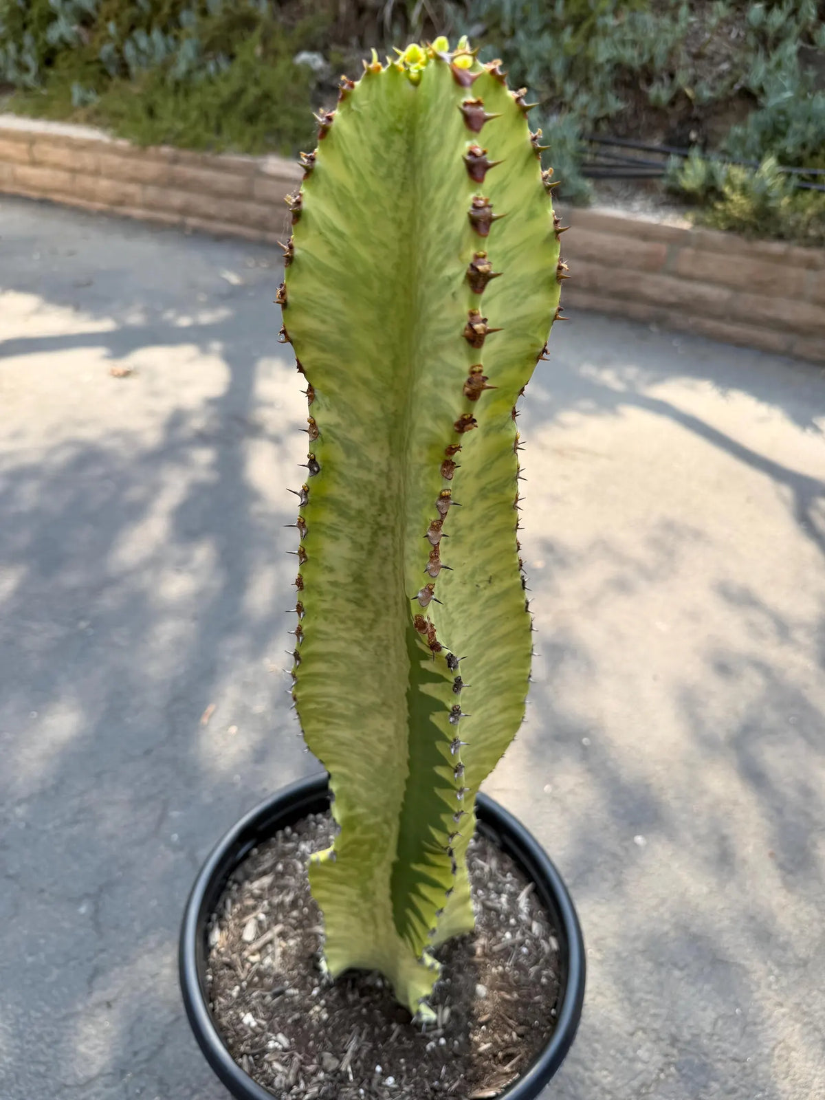 Euphorbia Ammak Green Variegated | Rare Live Succulent Plant