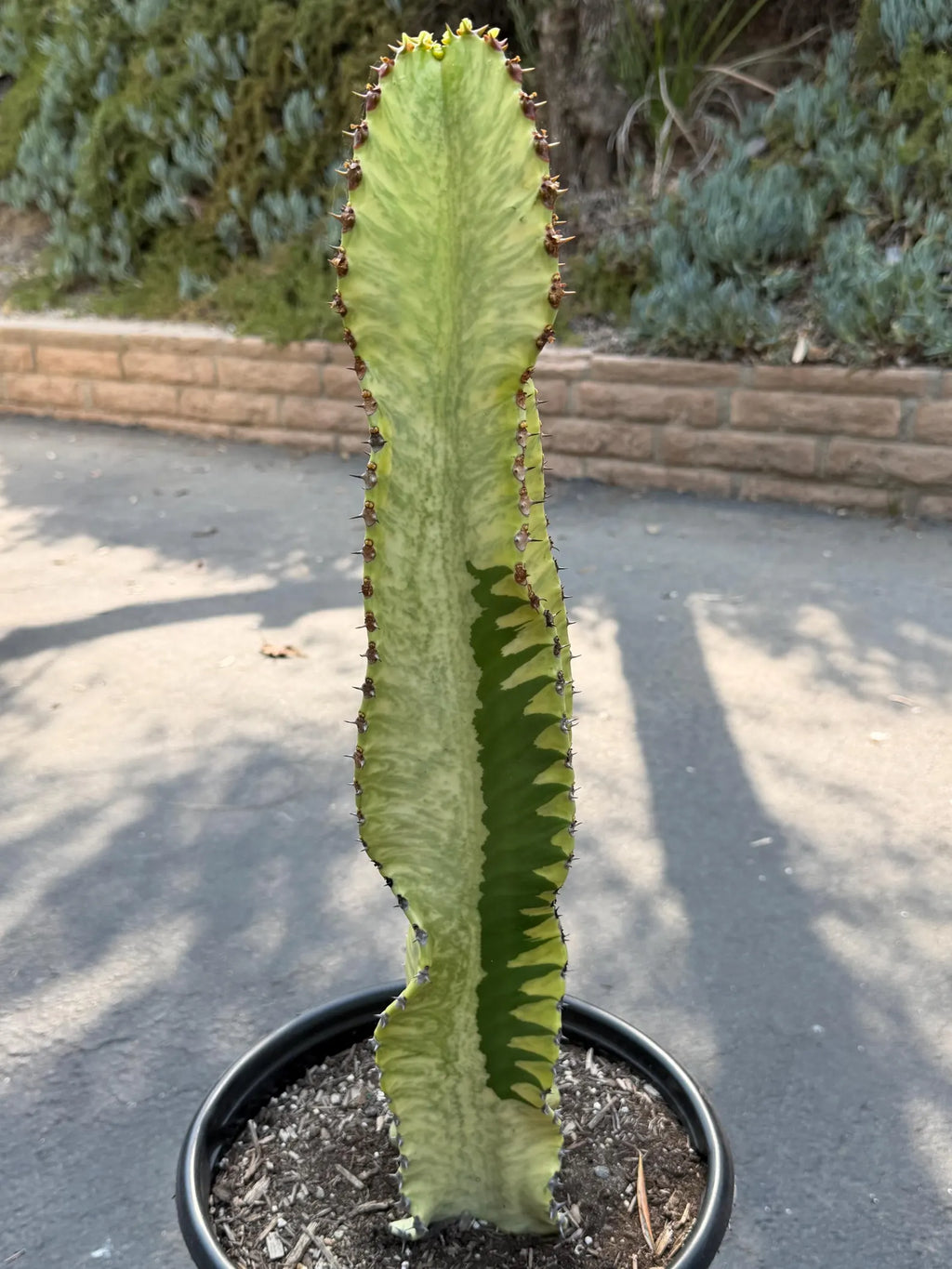 Euphorbia Ammak Green Variegated | Rare Live Succulent Plant
