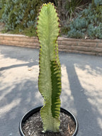 Euphorbia Ammak Green Variegated | Rare Live Succulent Plant