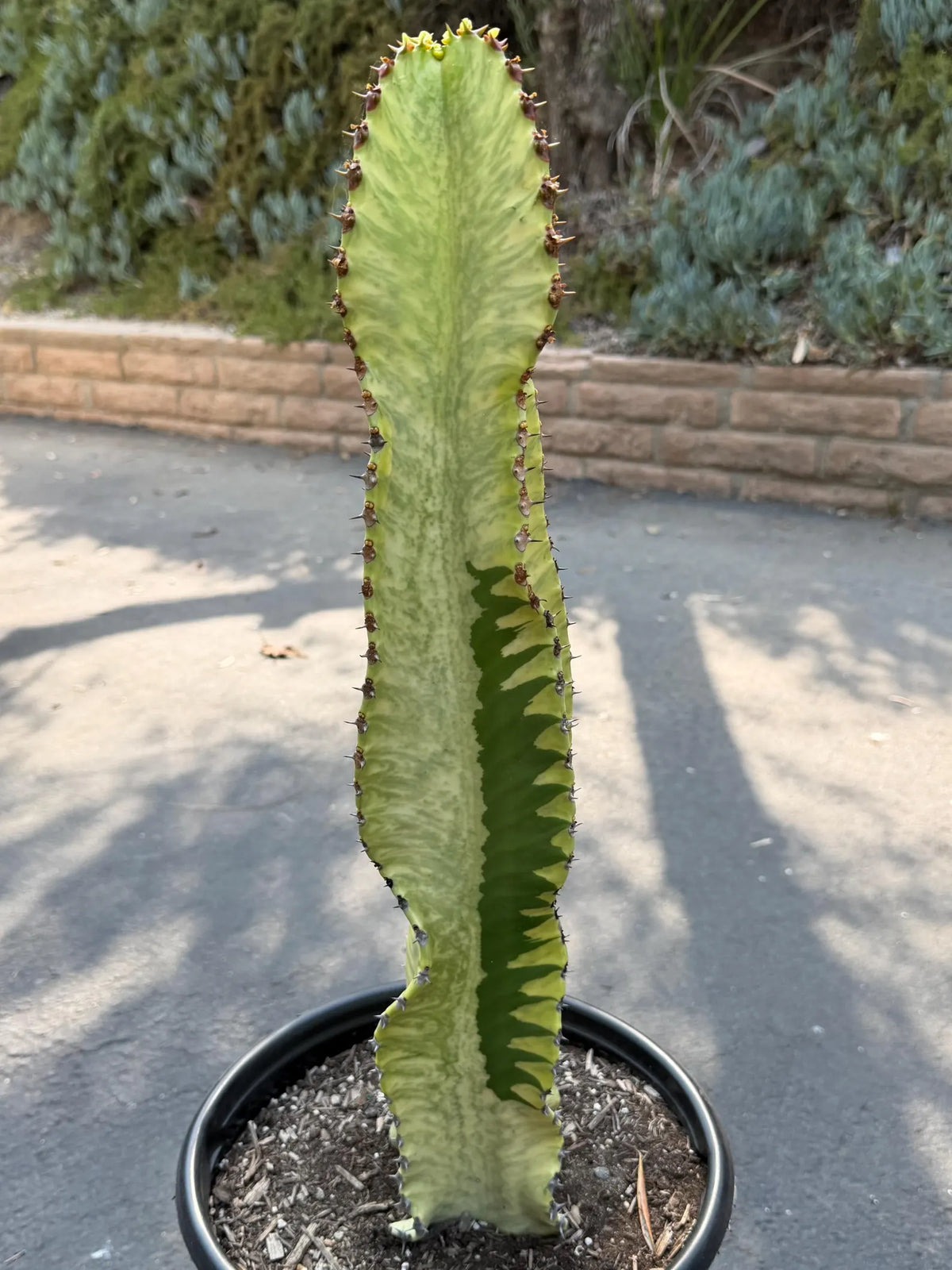 Euphorbia Ammak Green Variegated | Rare Live Succulent Plant