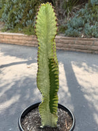 Variegated Euphorbia Ammak | Rare Columnar Succulent
