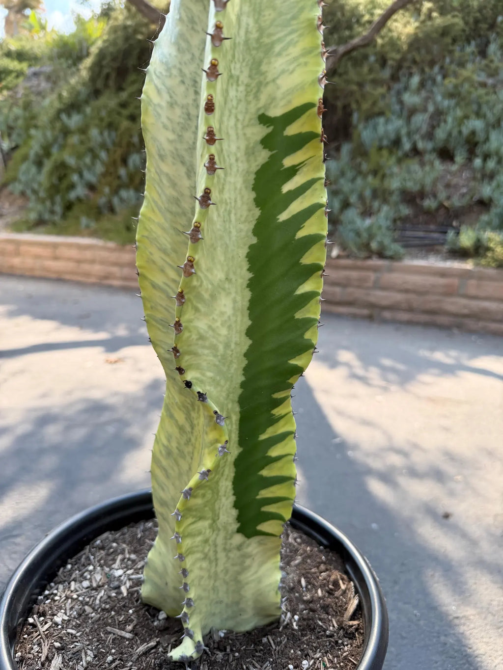 Euphorbia Ammak Green Variegated | Rare Live Succulent Plant
