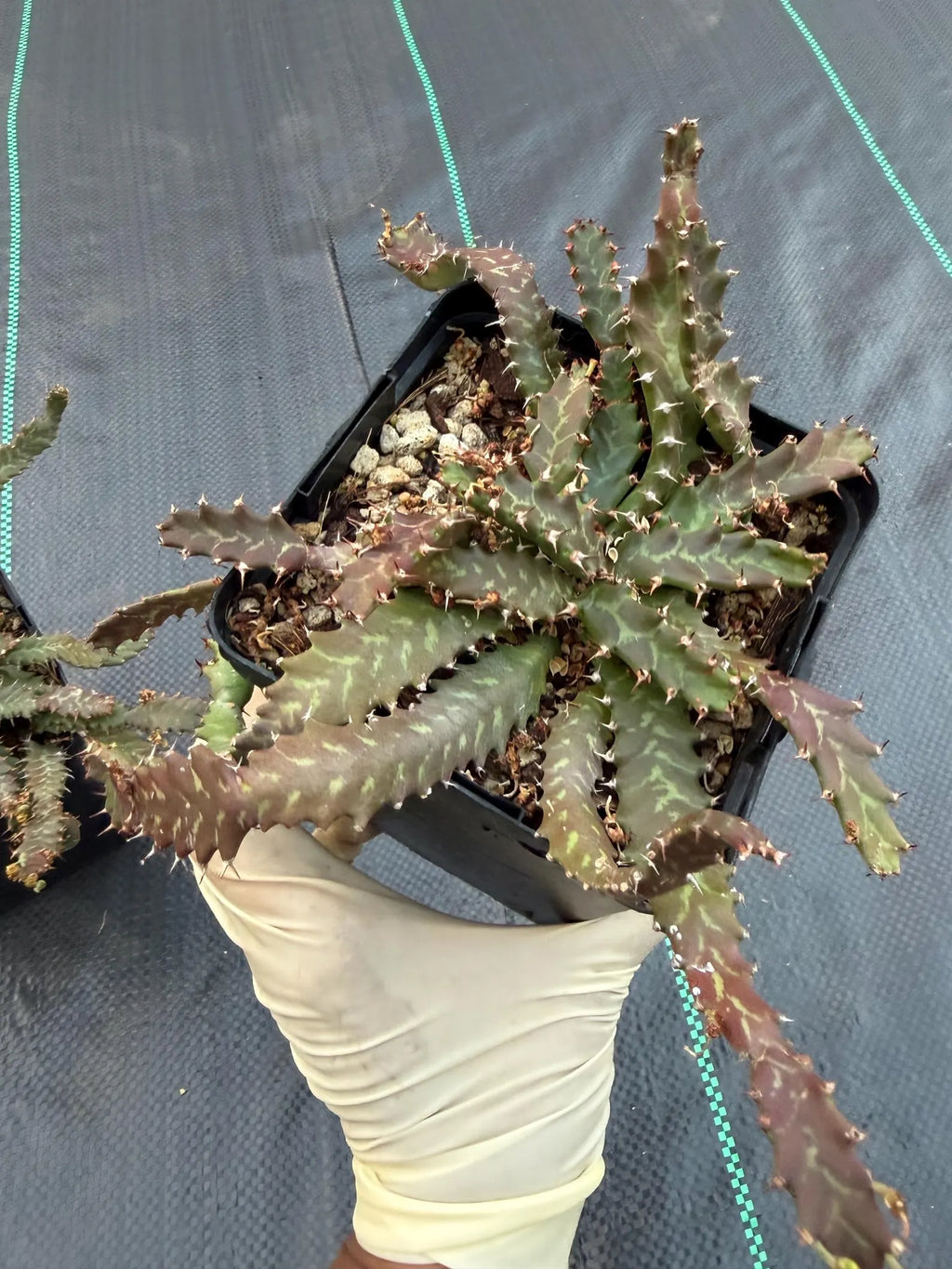 Euphorbia Stellata Seed Grown #123
