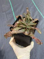Euphorbia Stellata Seed Grown #123