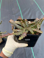 Euphorbia Stellata Seed Grown #123
