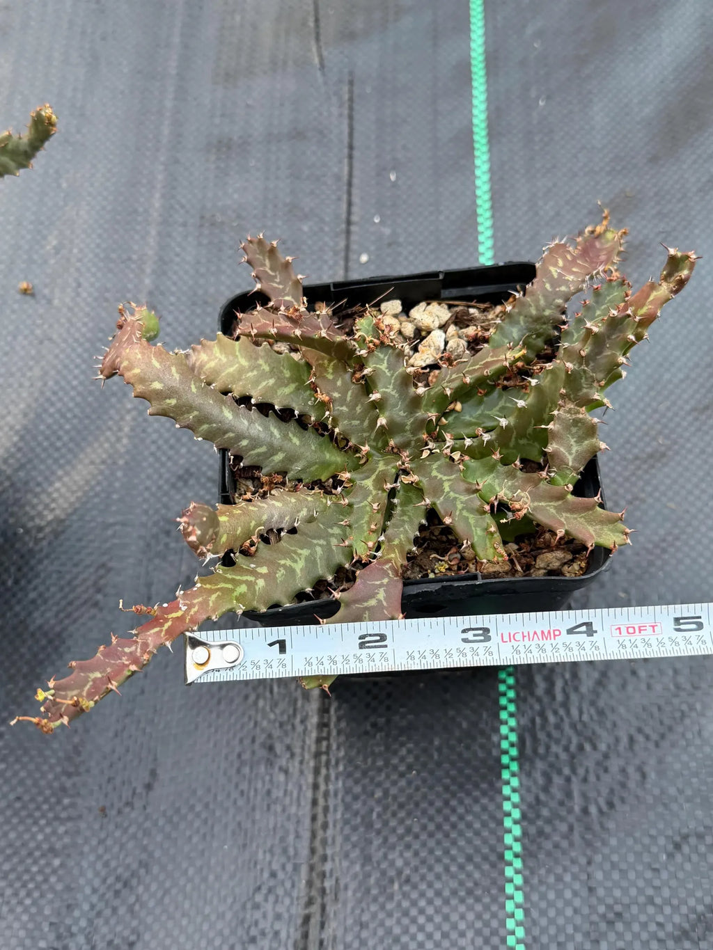 Euphorbia Stellata Seed Grown #123