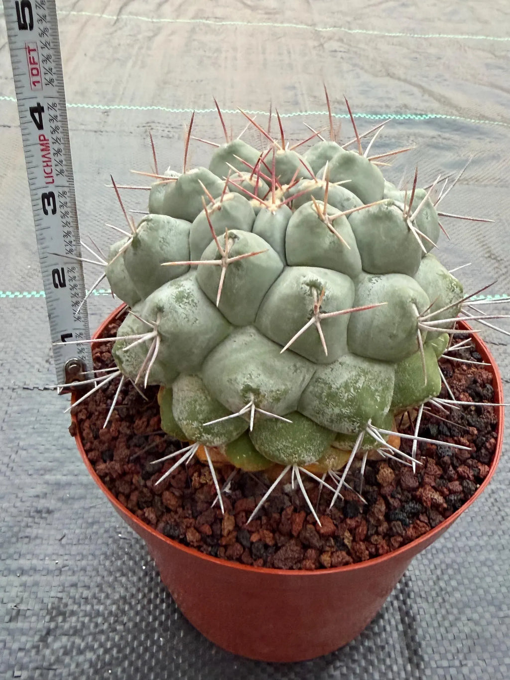 Rare Thelocactus Hexaedrophorus #44