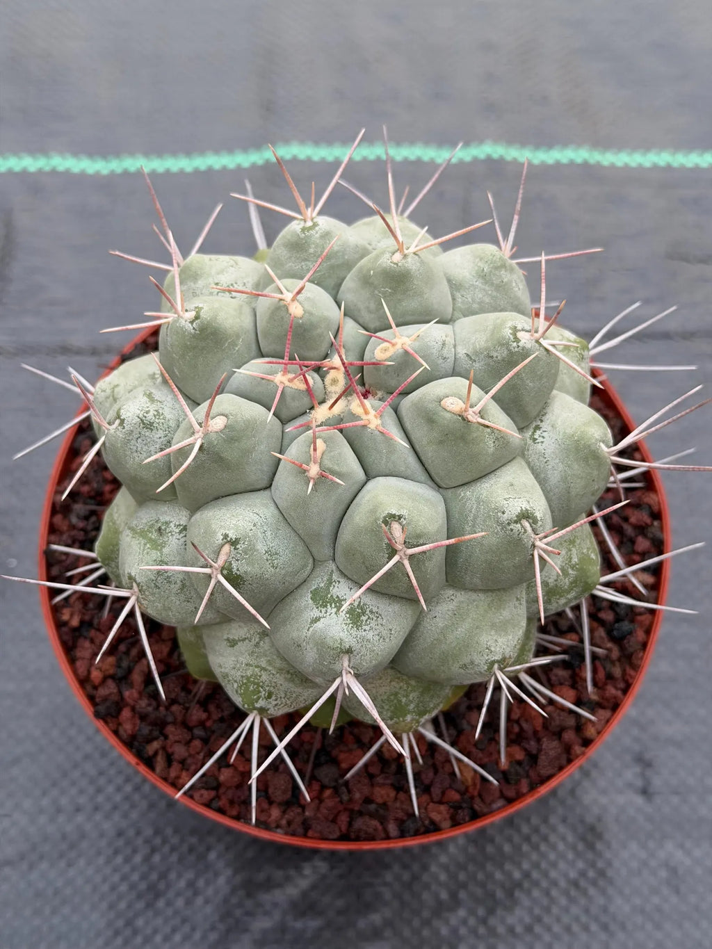 Rare Thelocactus Hexaedrophorus #44