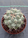 Rare Thelocactus Hexaedrophorus #44