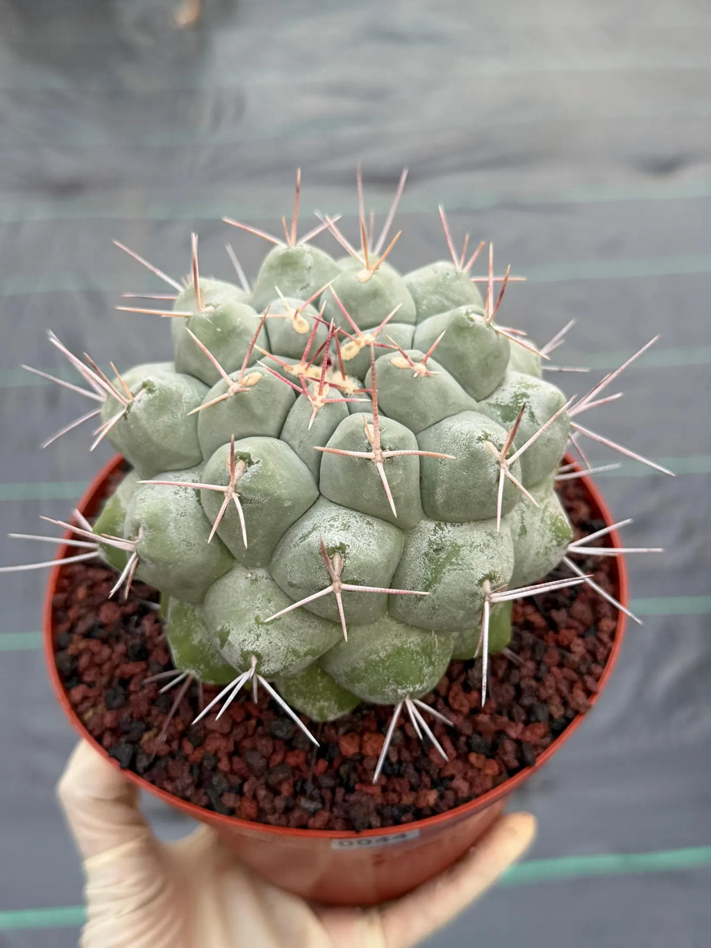 Rare Thelocactus Hexaedrophorus #44
