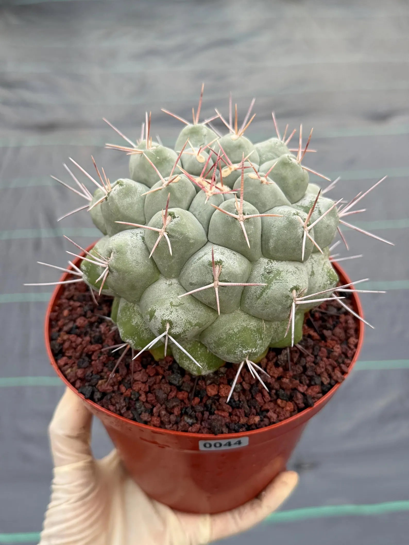 Rare Thelocactus Hexaedrophorus #44