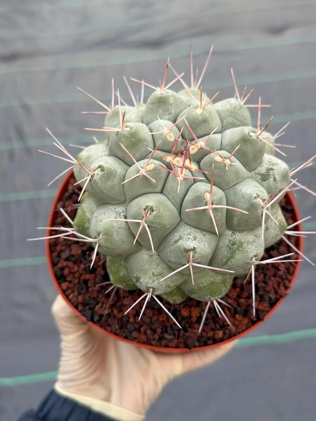 Rare Thelocactus Hexaedrophorus #44