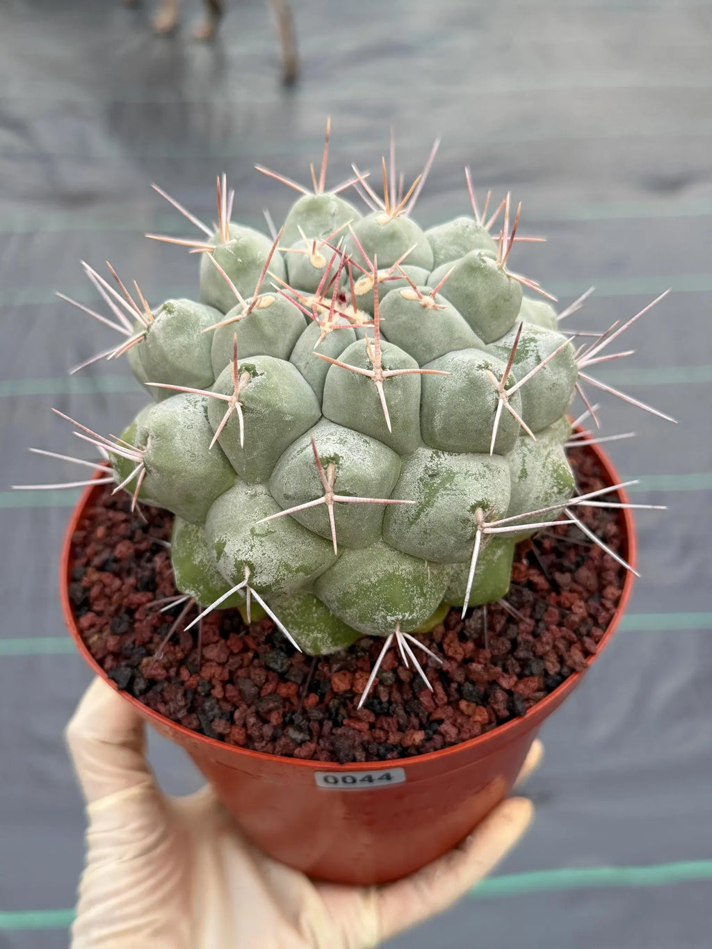 Rare Thelocactus Hexaedrophorus #44