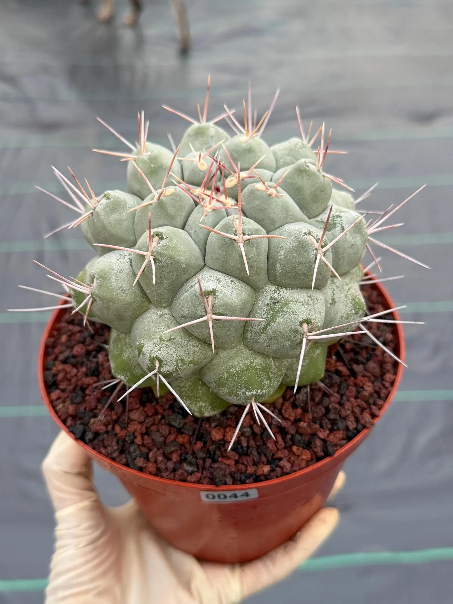 Rare Thelocactus Hexaedrophorus #44