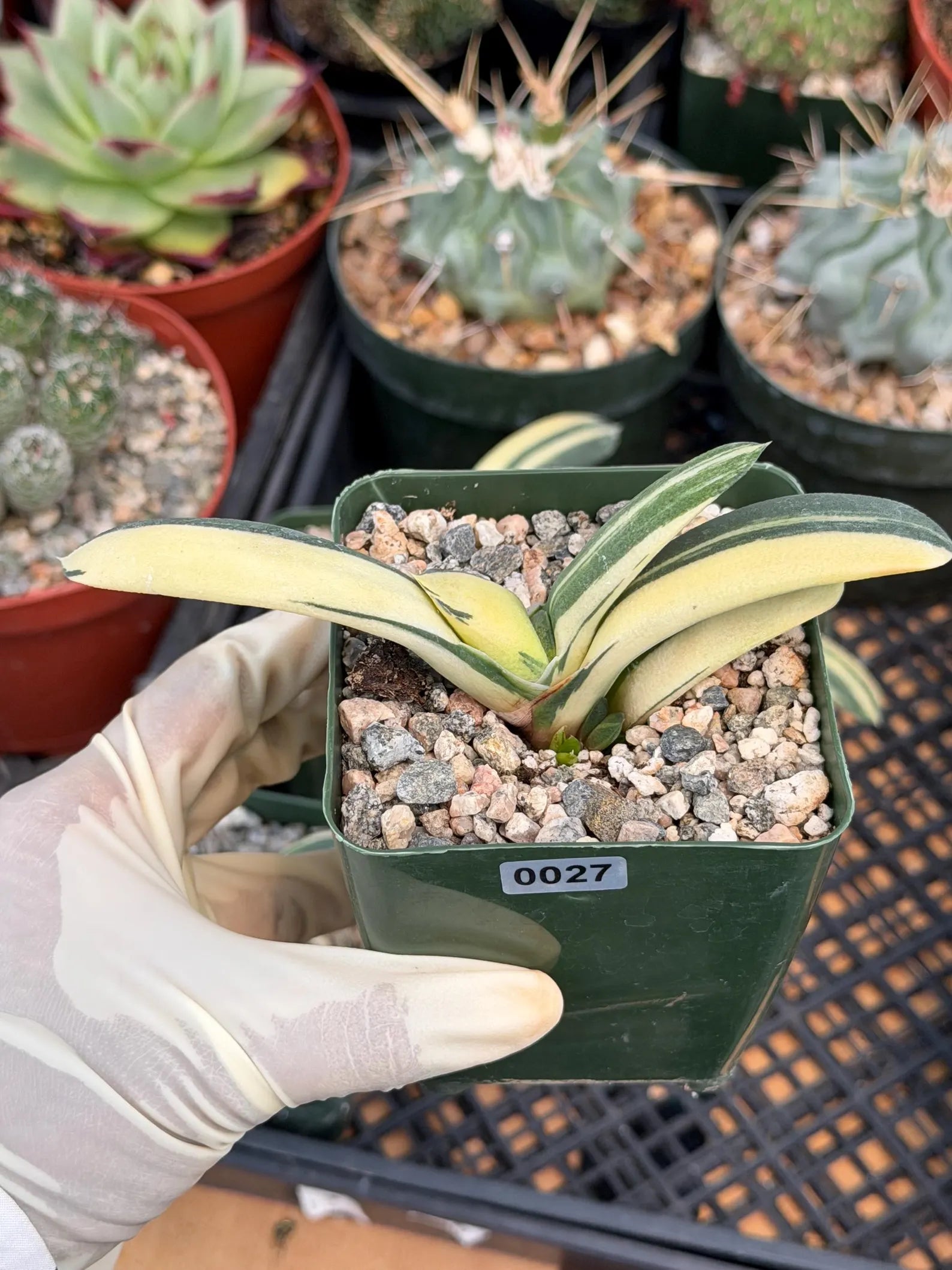 Rare Variegated Haworthia Succulent | Live Collector Plant #26