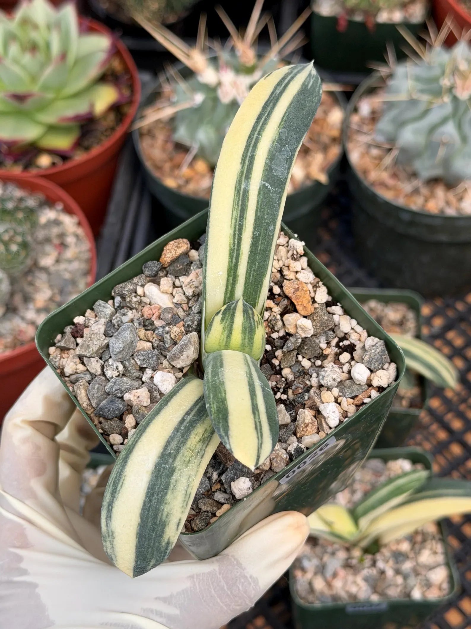 Rare Variegated Haworthia Succulent | Live Collector Plant #26