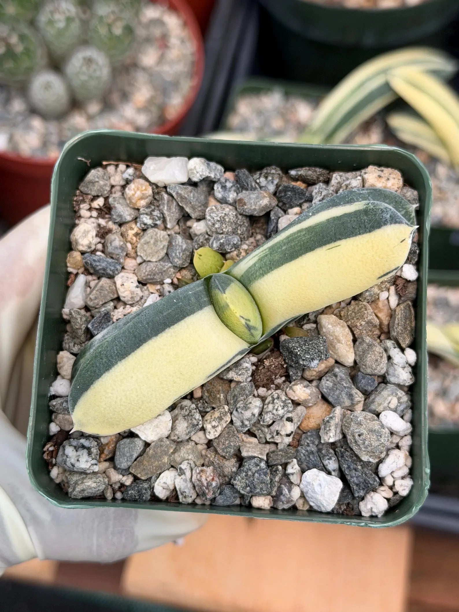 Rare Variegated Haworthia Succulent | Live Collector Plant #26
