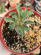 Pachypodium namaquanum Seed Grown #142 | Rare Live Succulent Plant