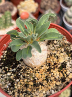Pachypodium namaquanum Seed Grown #142 | Rare Live Succulent Plant