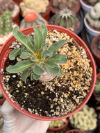 Pachypodium namaquanum Seed Grown #142 | Rare Live Succulent Plant