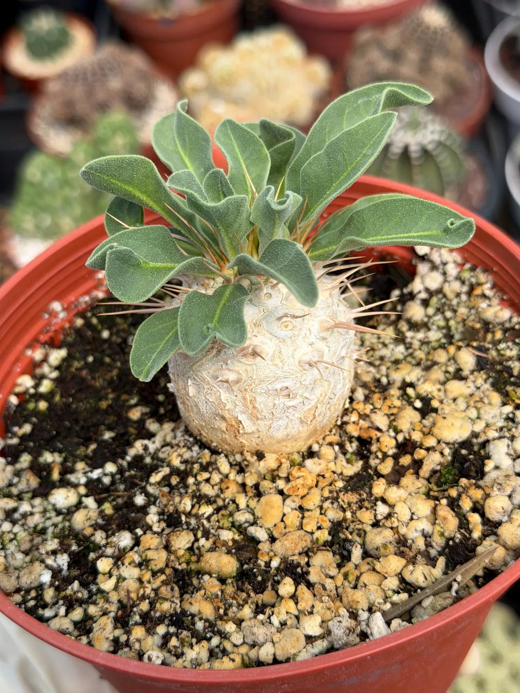 Pachypodium namaquanum Seed Grown #142 | Rare Live Succulent Plant