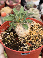 Pachypodium namaquanum Seed Grown #142 | Rare Live Succulent Plant