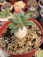 Pachypodium namaquanum Seed Grown #142 | Rare Live Succulent Plant