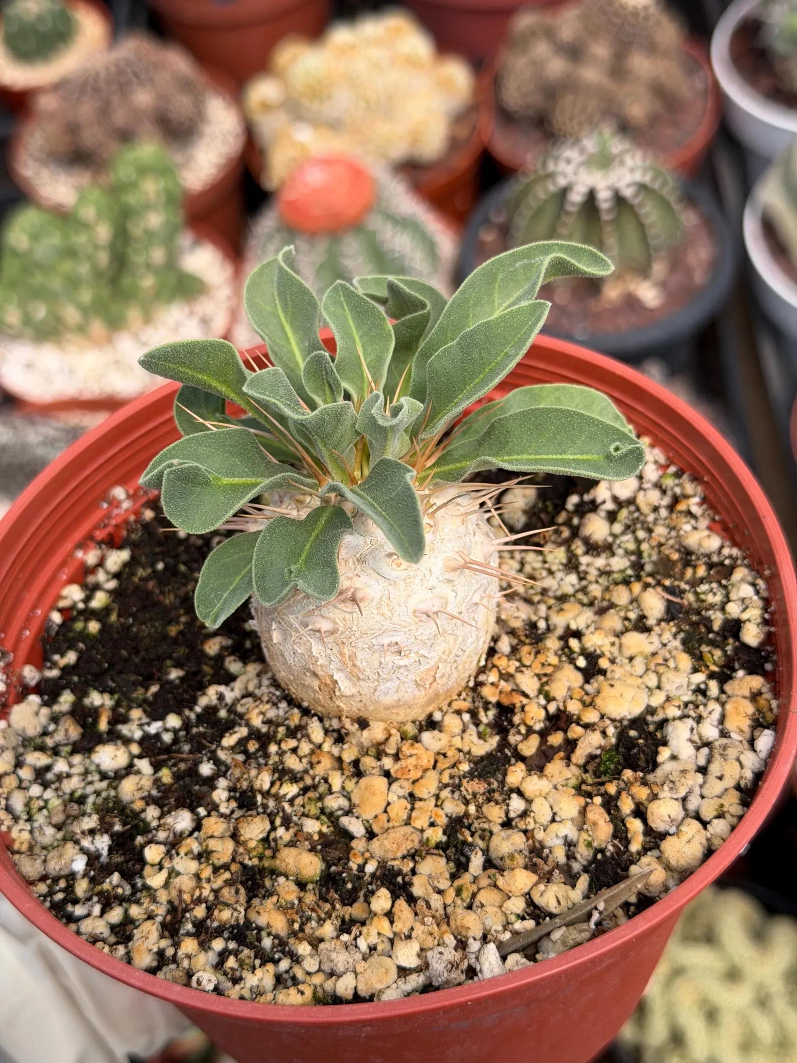 Pachypodium namaquanum Seed Grown #142 | Rare Live Succulent Plant