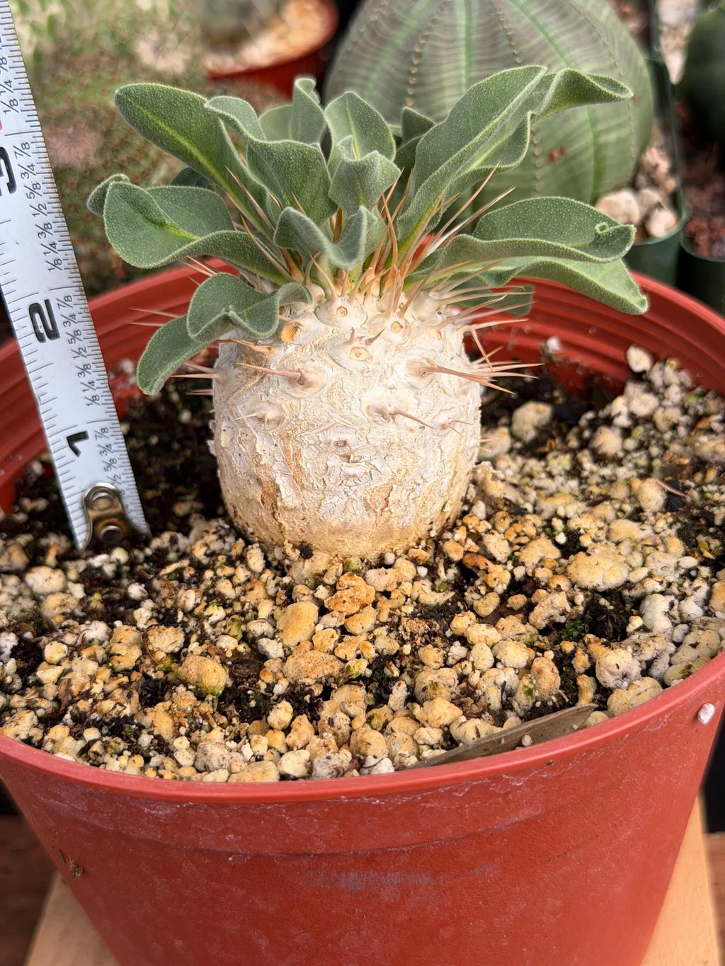 Pachypodium namaquanum Seed Grown #142 | Rare Live Succulent Plant