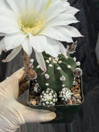 6" Sun-Stressed Domino Cactus | Seed Grown Live Cactus | Rare Easy-Care Plant Gift