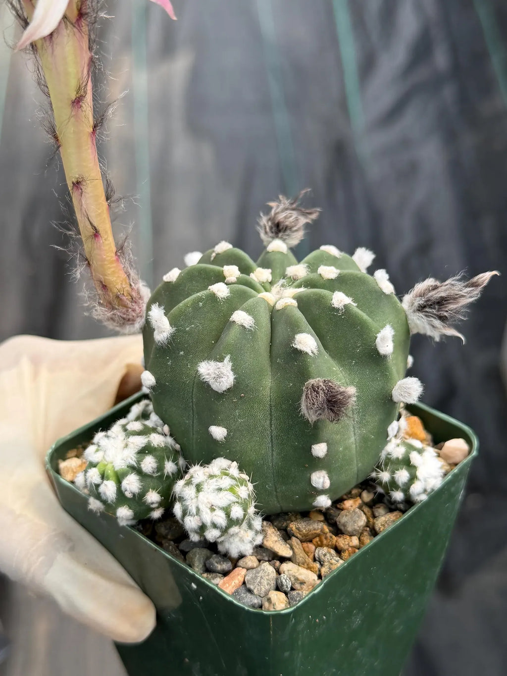 6" Sun-Stressed Domino Cactus | Seed Grown Live Cactus | Rare Easy-Care Plant Gift